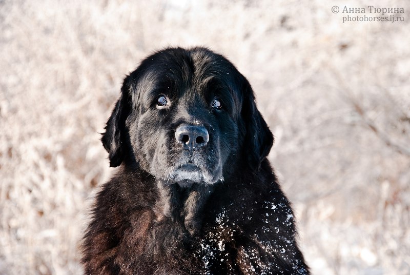 Ольга Блехерова | Гусев