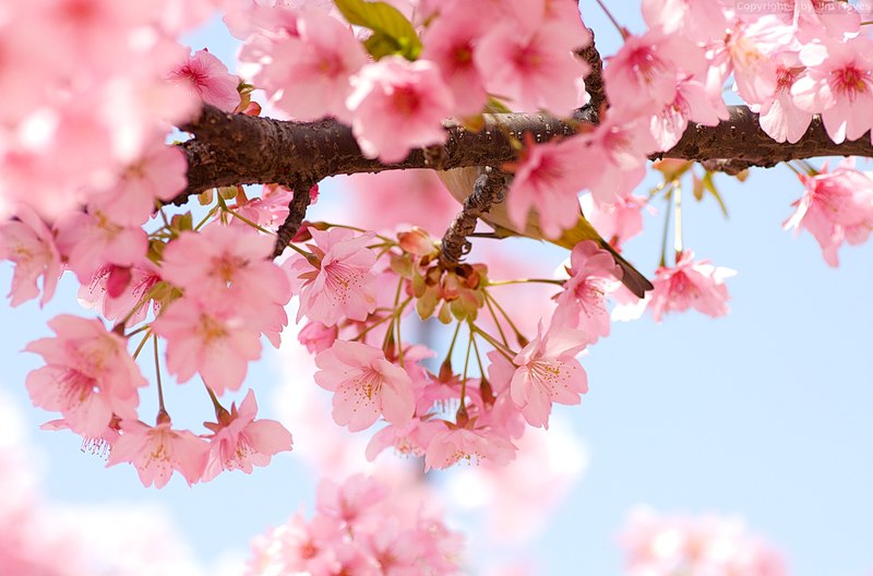 Елена Сонина | Москва