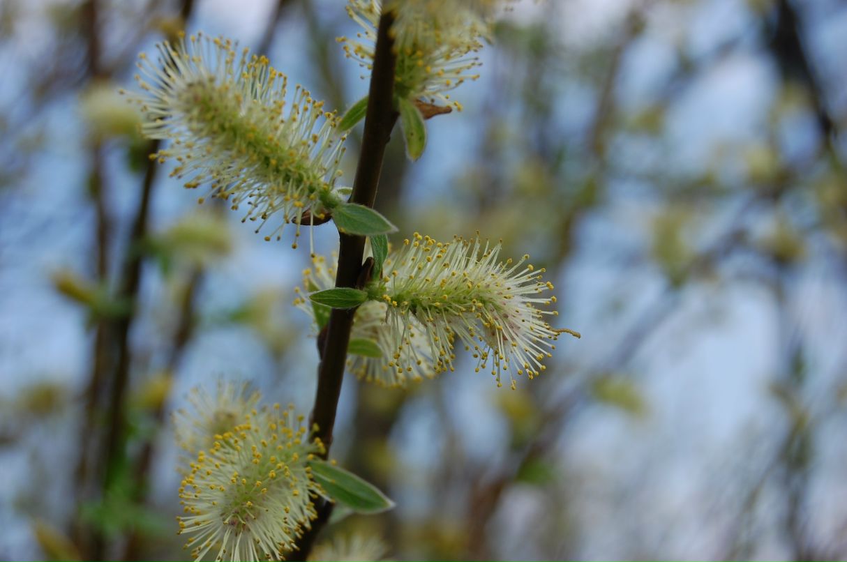 Алёна Шатских | Санкт-Петербург