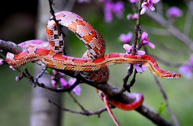 Ирина Комлева | Санкт-Петербург
