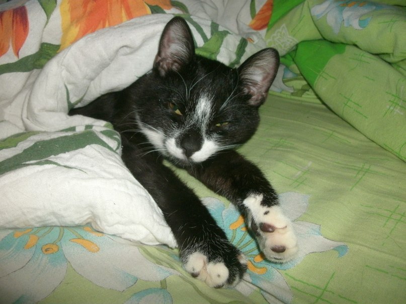 Павел Васильев тамада диджей | Санкт-Петербург