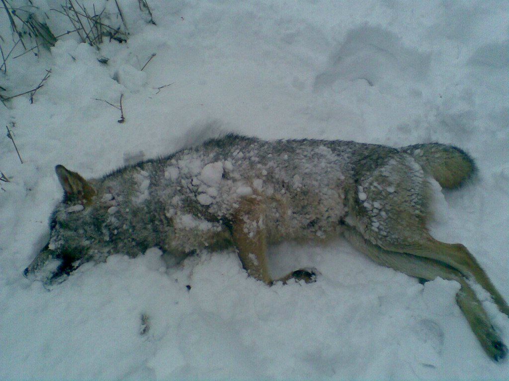 Anton Кожан ДЕD | Борисов