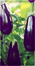 №8 Алина Паршина