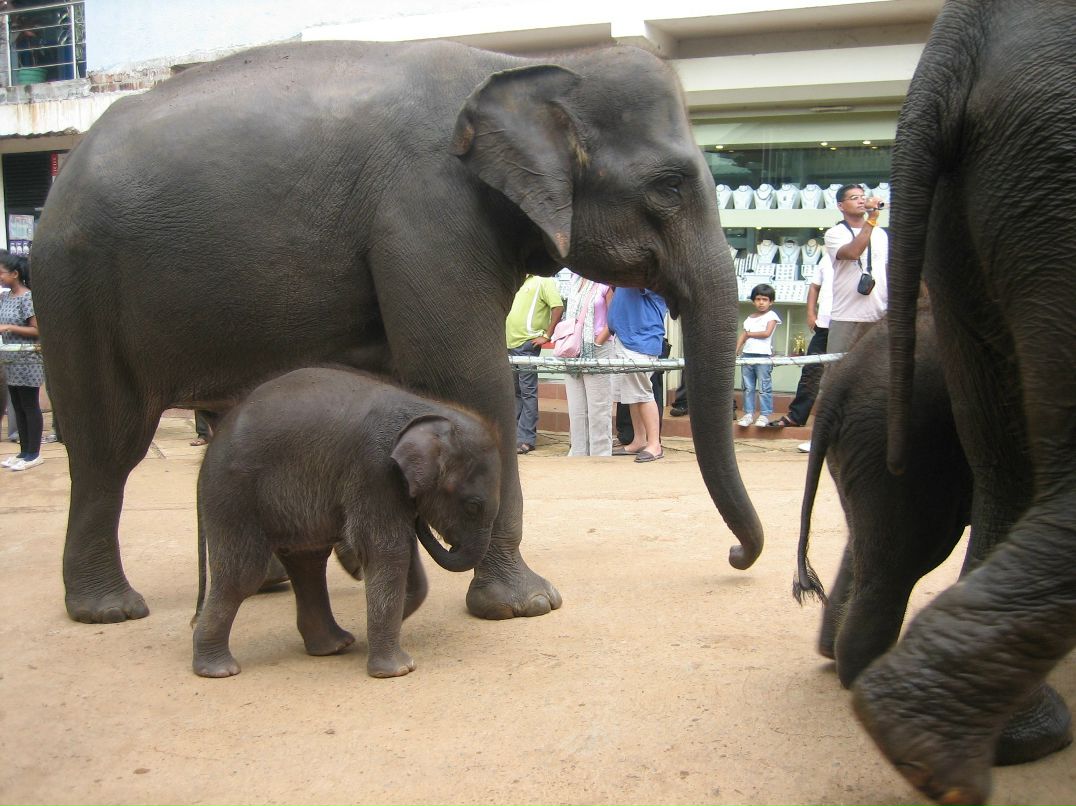Елизавета Давыдова | Москва