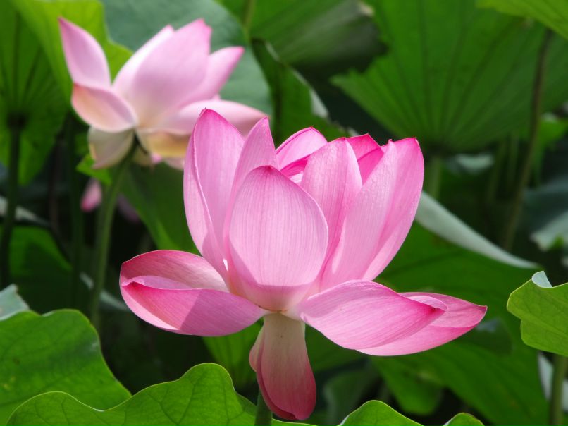 Анна Долгова | Омск