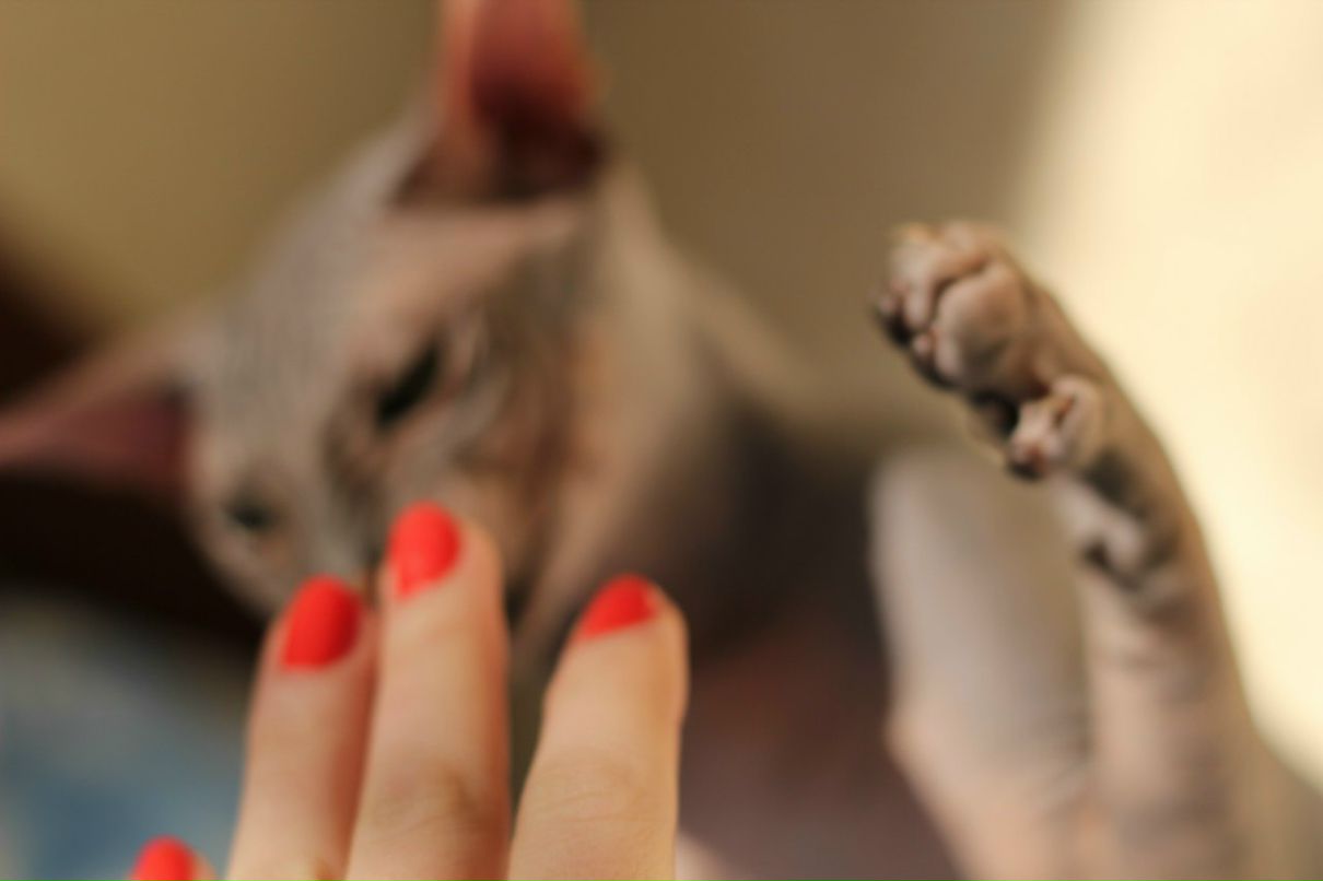 Гоша Чочуа | Санкт-Петербург