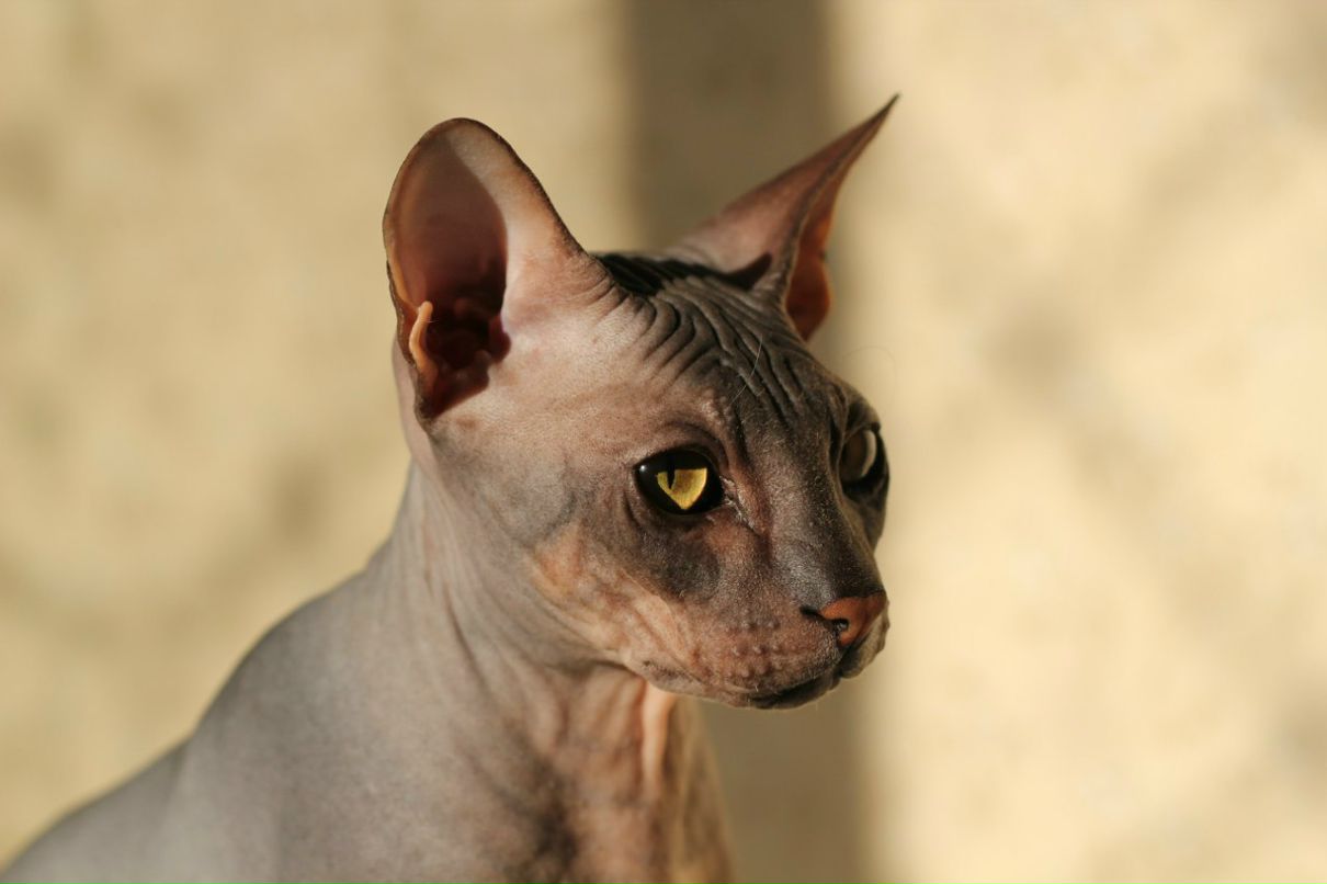 Гоша Чочуа | Санкт-Петербург