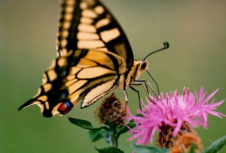 Антошка Капітошка | Львов