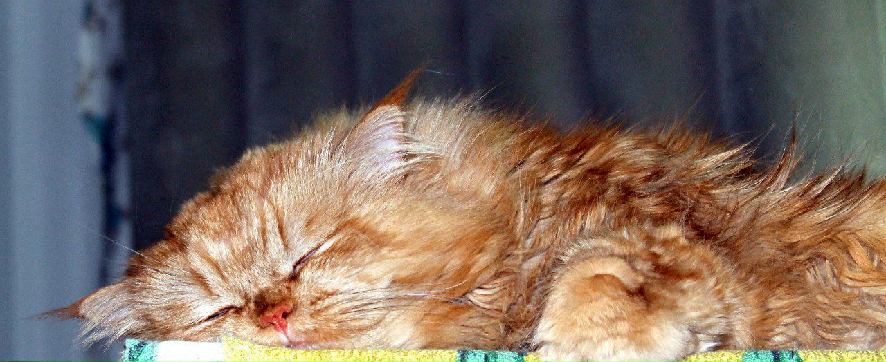 Евгения Жукова | Санкт-Петербург