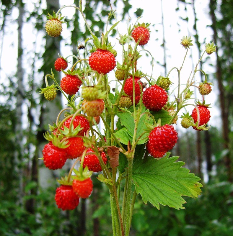 Инна Илюхина | Чебоксары