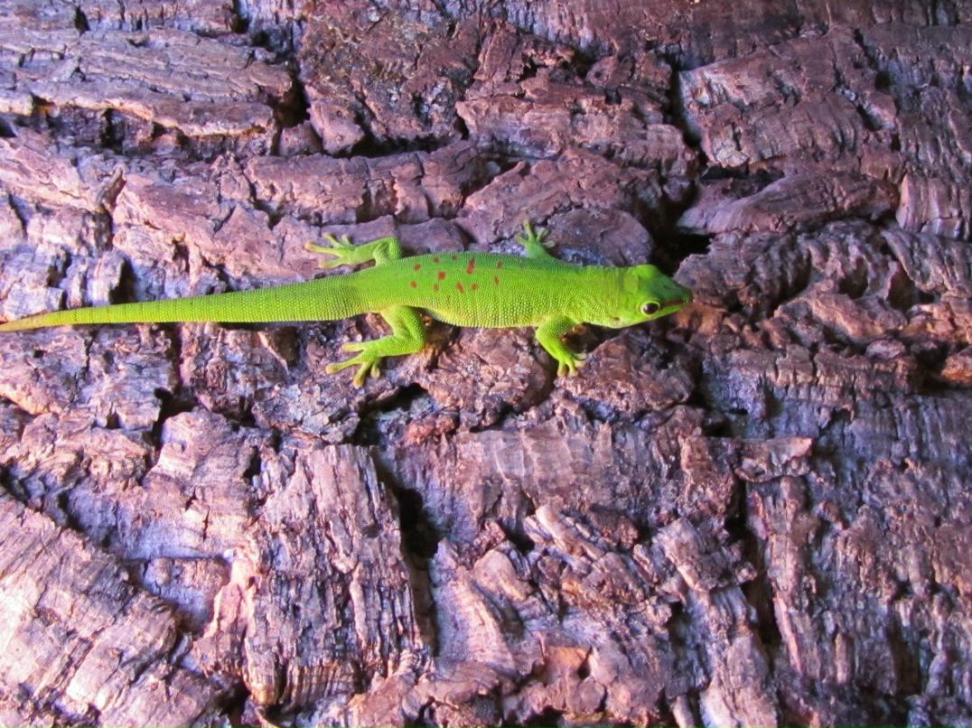 Олег Шмарковский | Москва