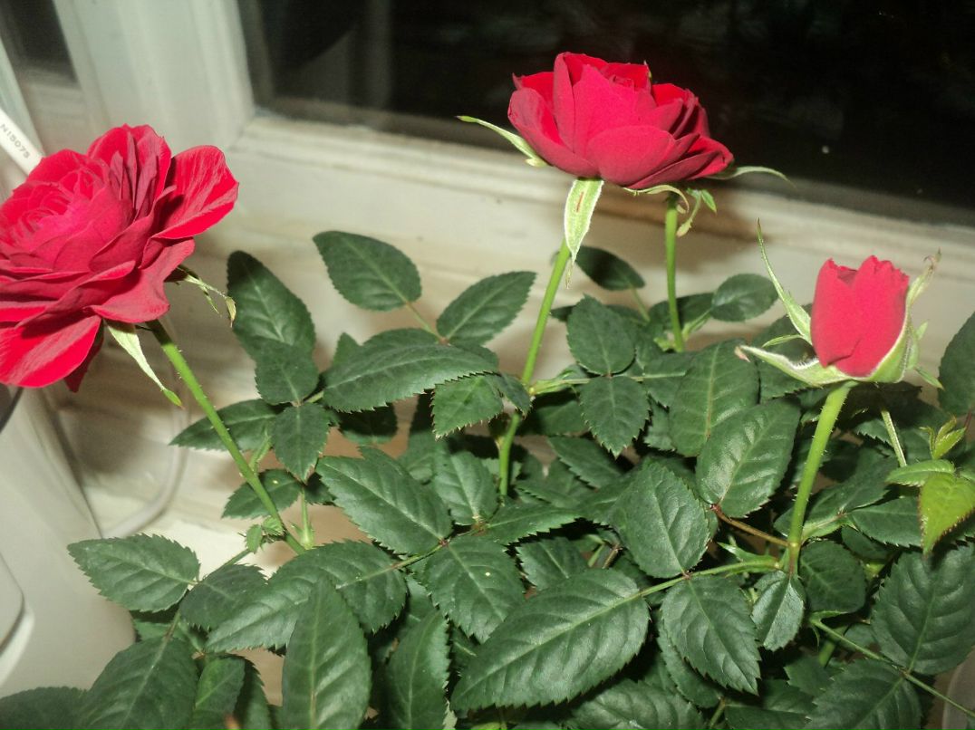 Ольга Мазурик | Владимир