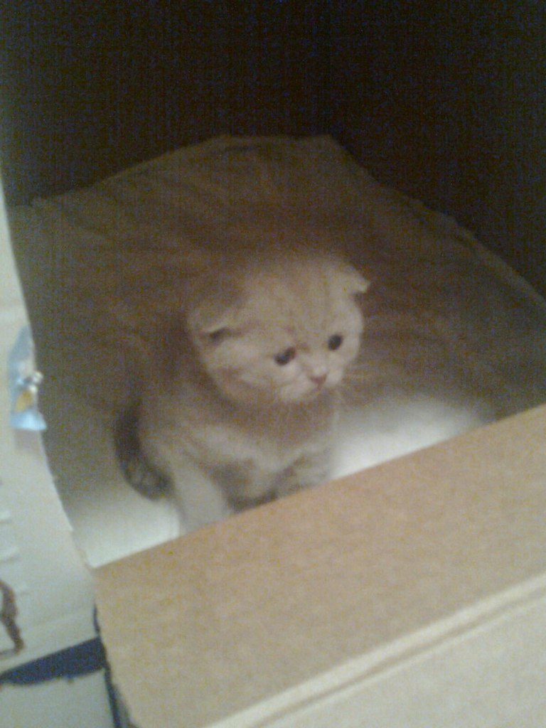 Светлана Васильева | Мариуполь