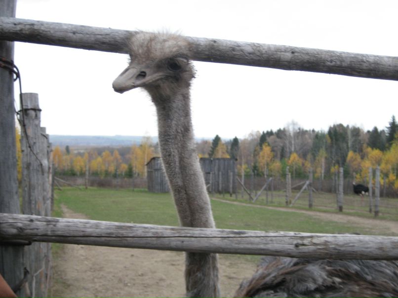 Ирина Неганова | Ижевск