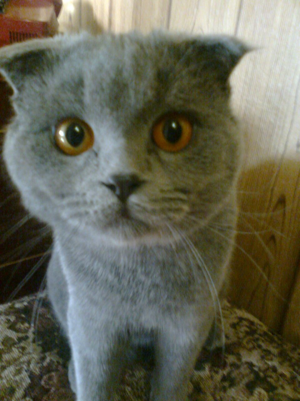 Дмитро Гапонов | 