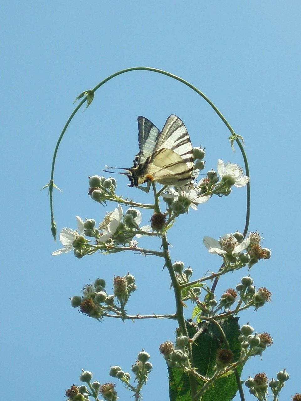 Ирина Маркова | Санкт-Петербург