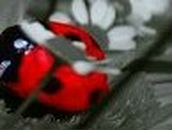 Яна Шепель | 