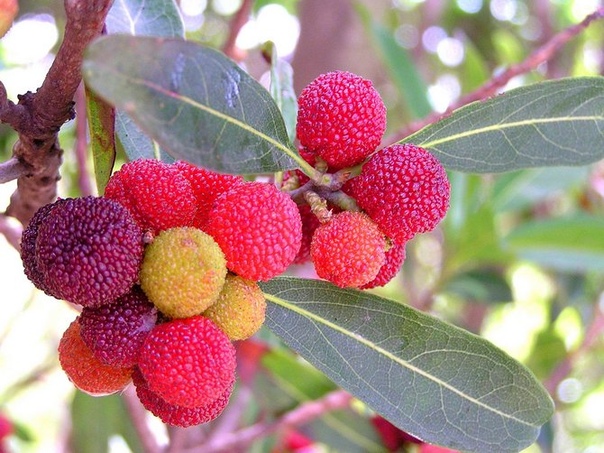 растет вкусная ягода. растет вкусная ягода. арбутус куст. тутовник и ежевика. красная облепиха шефердия.