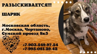 Пропала собака! ШАРИК, Московская обл., Москва