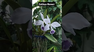 Орхидея Каттлея Варнера #shorts #shortsfeed #orchids #cattleyawarneri #орхидеякаттлея #shortsvideo
