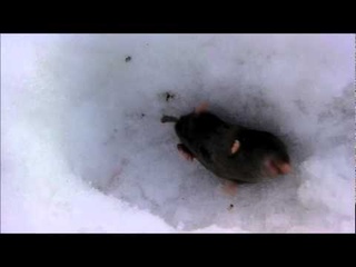 drunk mole mouse