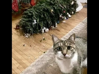 Коты не любят праздники!  Смешное видео с котами и котятами для хорошего настроения!