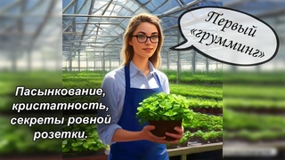 Пасынки на фиалках | Ювенильные листики | Что такое кристатность