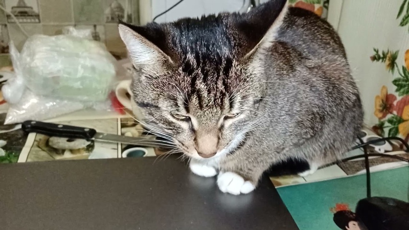 кошка отодрала клавишу на