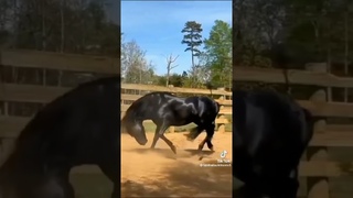 элегантные скакуны #любовь #конибодом #кони #horseenthusiast #знакомиться #наседле