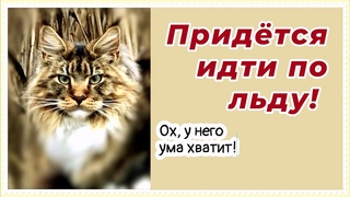 Кот Арчи, по льду озера за  утками!