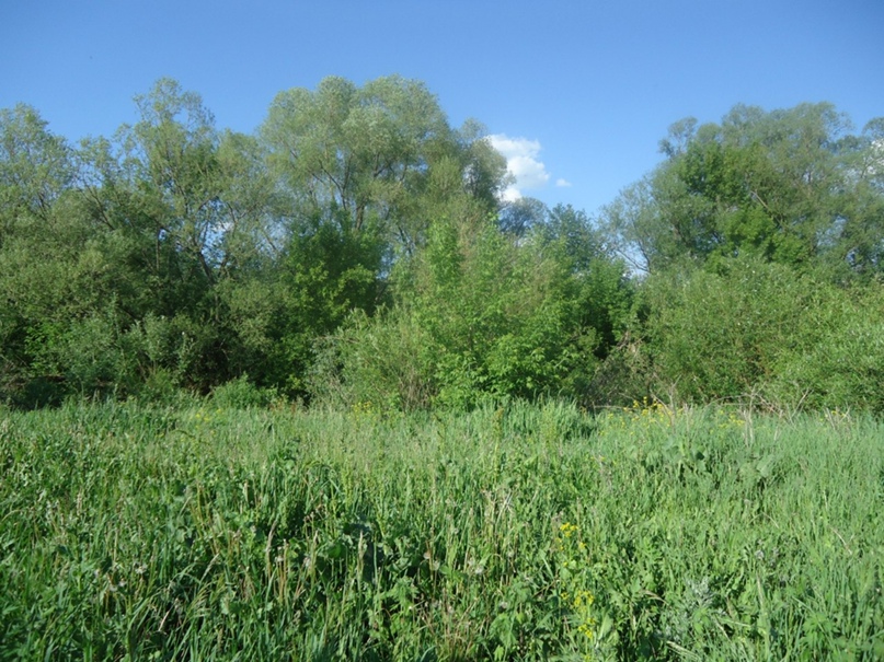 Ольга Комиссарова | Заинск