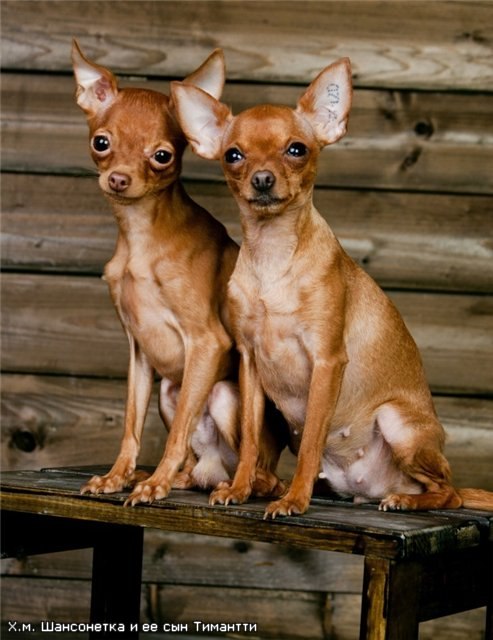 Анна Перекрёстова | Полтава