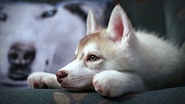 Андрей Кочемасов IroNWolF | Новосибирск