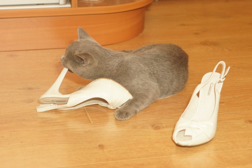 Елена Семченко | Белая Церковь