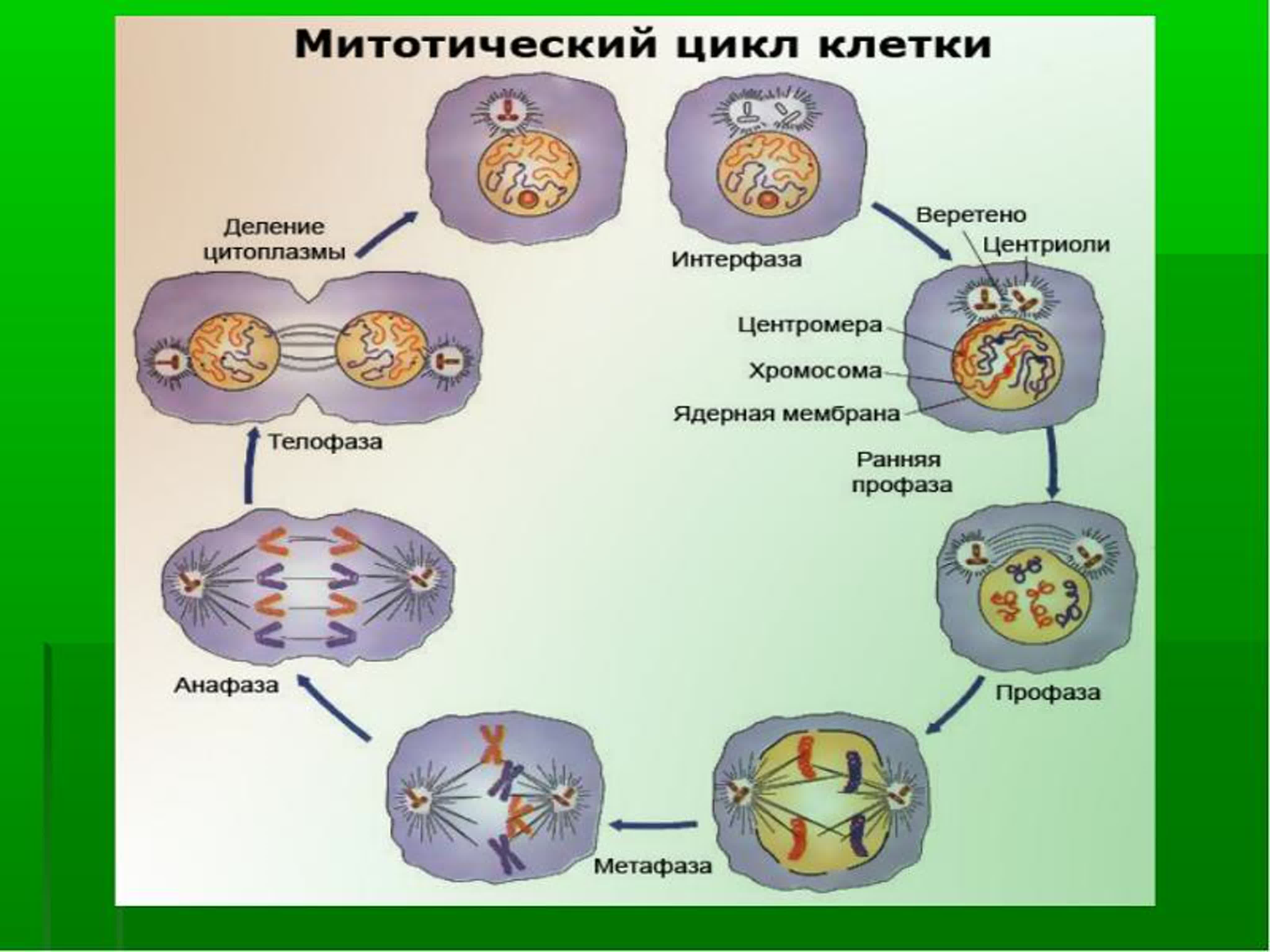 Схема стадий жизненного цикла клетки