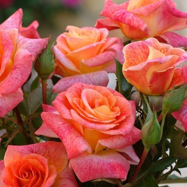 Елена Репина | Любань