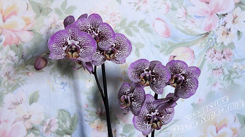 Ольга Корягина | Великий Новгород