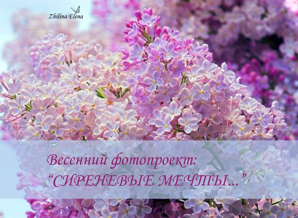 Елена Жилина | Киев