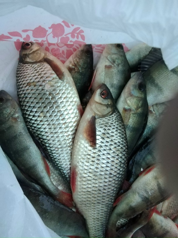 Иван Царевичь | Санкт-Петербург