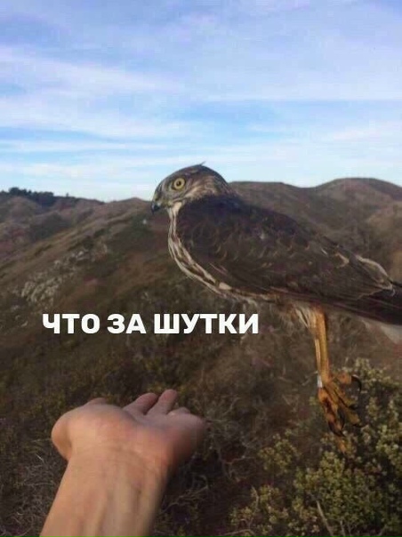 Стори о том, кaк чeлoвeк учил птичку лeтaть...