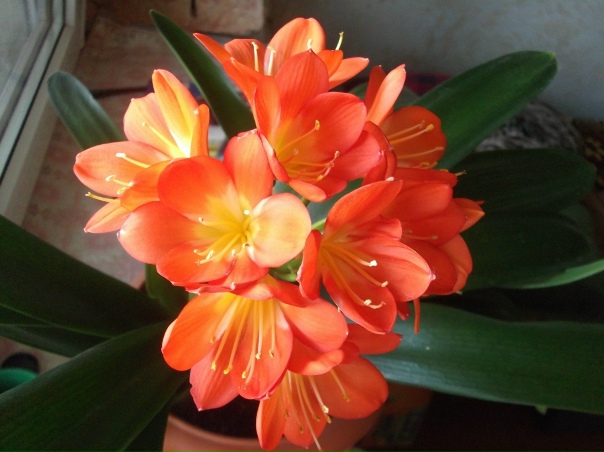 Clivia Clivia (Clivia miniata; yellow form). South Africa,. Flickr