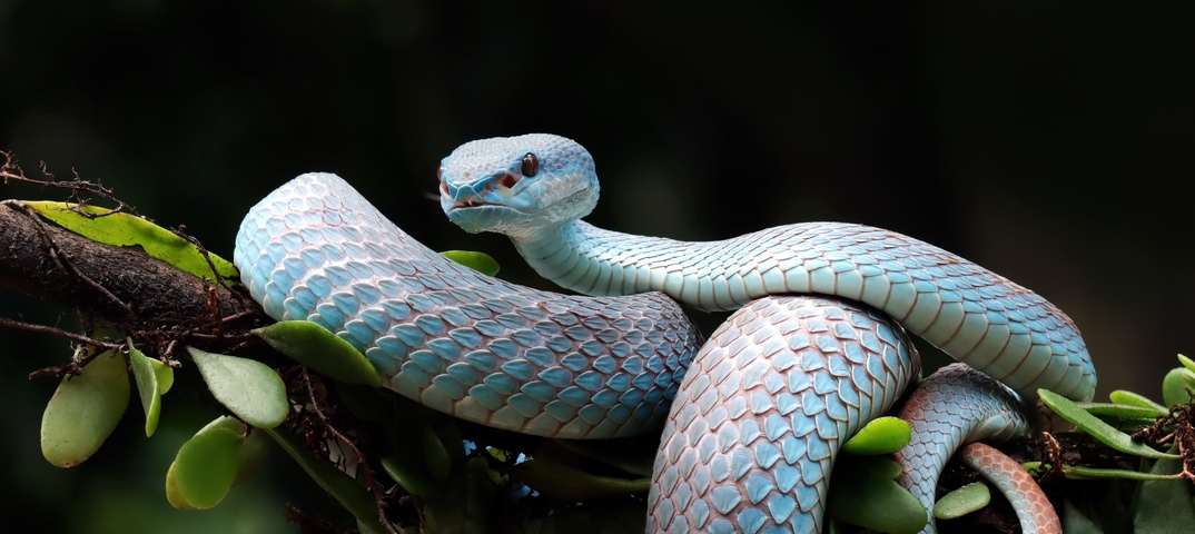 Змея на ветке фото Змея на ветке фото