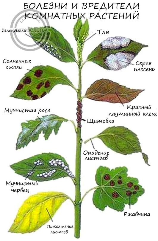 Lemon Tree Leaves Curling What You Need to Know Citrus trees, Citrus plant, Plan