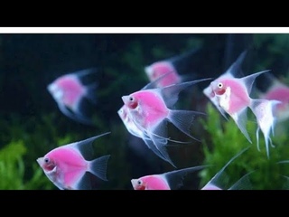 what happened to my fishes
