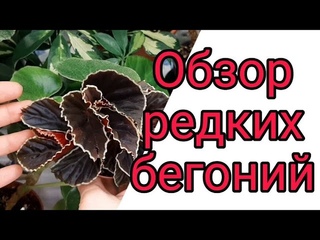 ОБЗОР РЕДКИХ БЕГОНИЙ МОЕЙ КОЛЛЕКЦИИ КОМНАТНЫХ РАСТЕНИЙ.