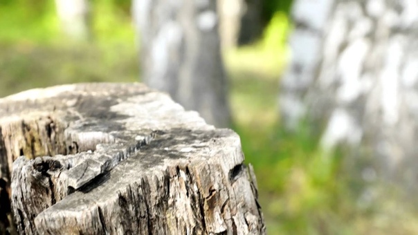 Focus Test Of Sony Alpha SLT A 77