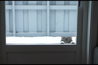 Котик обожает снег