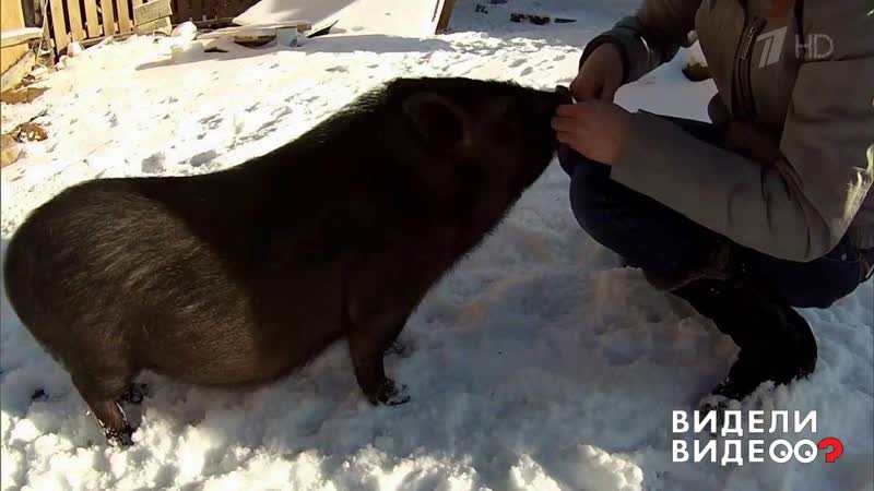 Хрюша, дай лапу Видели видео Фрагмент выпуска