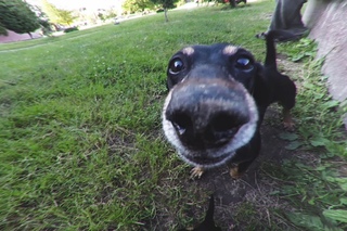 GoPro: happy dogs