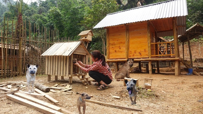 Ideas to design a beautiful home for your pet. How to build a warm house for your